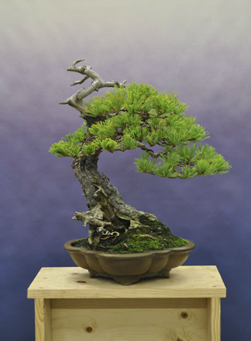 Ryan Neil's Japanese white pine