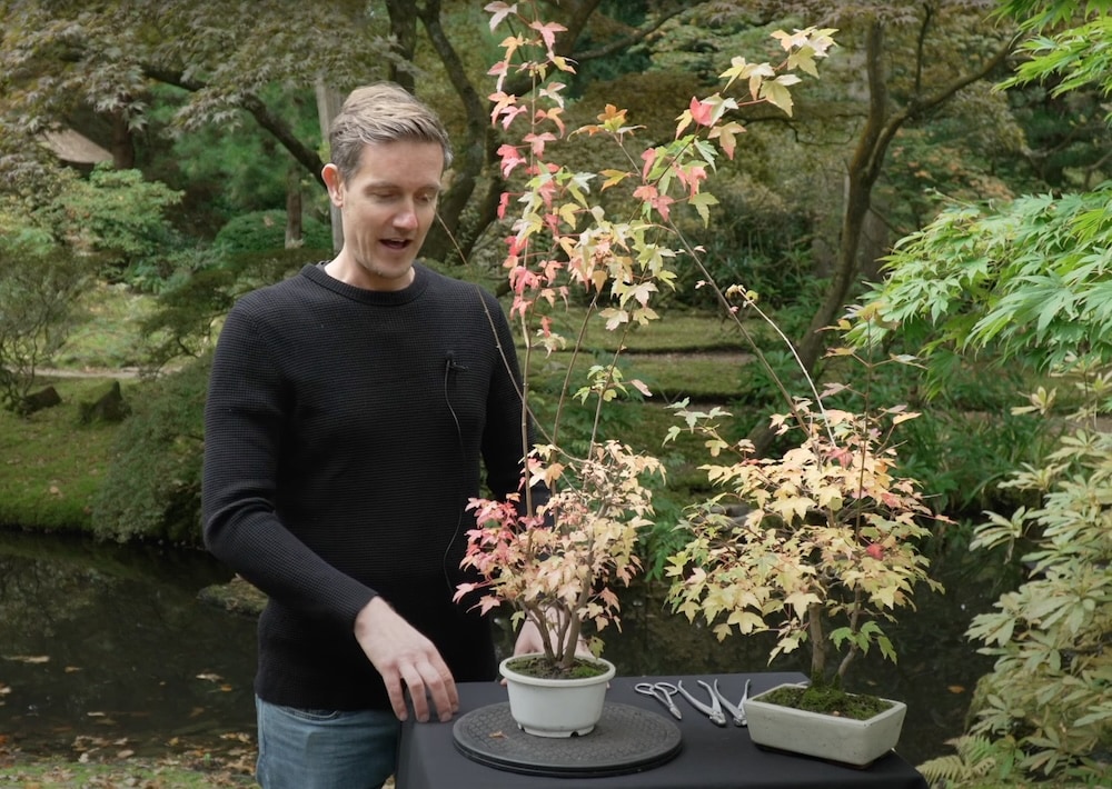 Sacrificial apex on a Bonsai