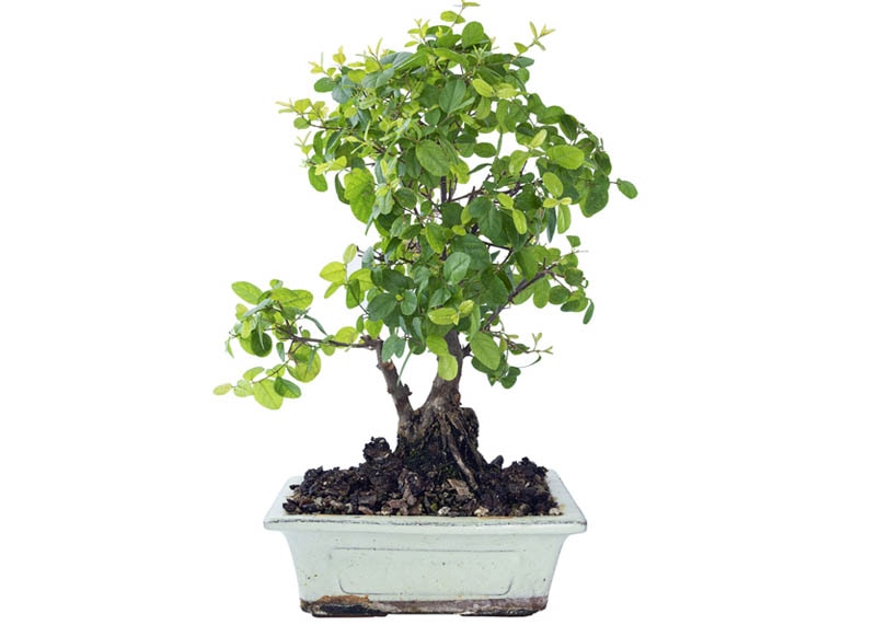 Sweet plum or Bird plum bonsai 