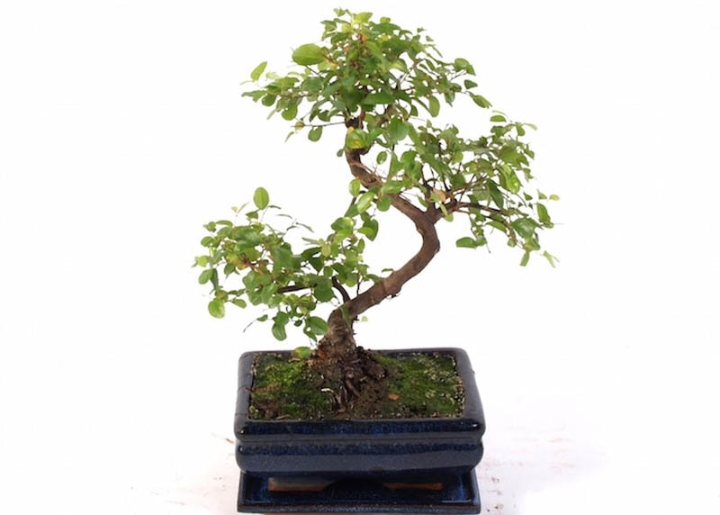 Sageretia bonsai 