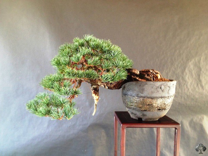 Pinus Pentaphilla bonsai