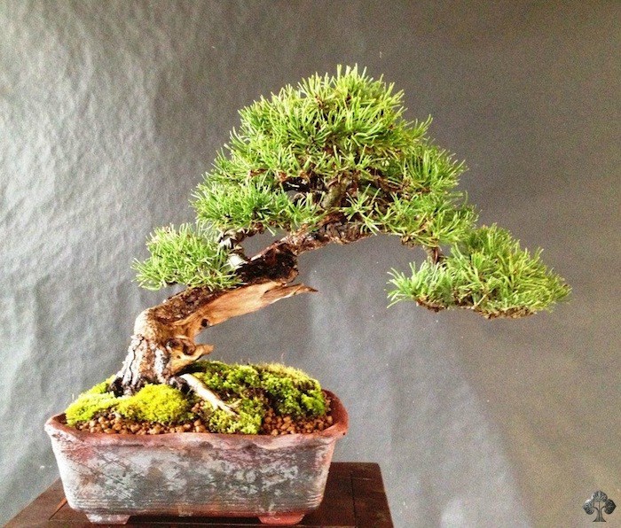 Salvatore Liporace bonsai