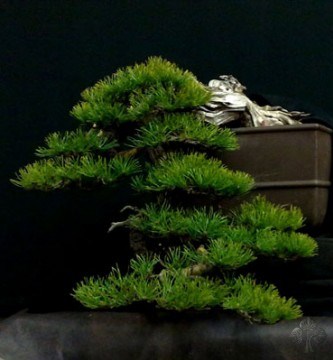 Pinus Mugo