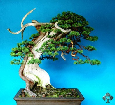 Shimpaku bonsai by Sandro Segneri