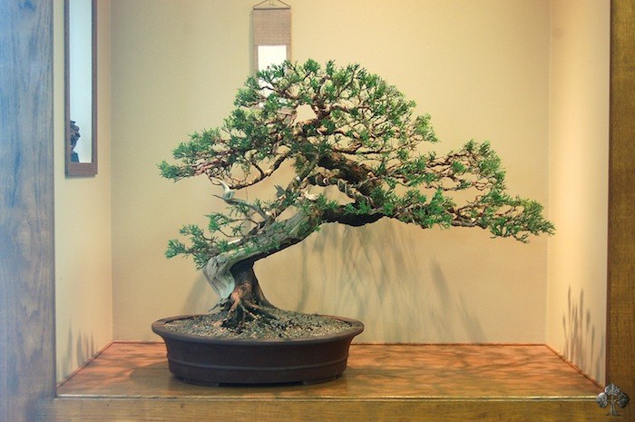 Sean Smith Bonsai