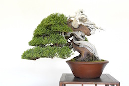 Shohin Juniper, photo by Bjorn Bjorholm