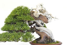 Shohin Juniper, photo by Bjorn Bjorholm