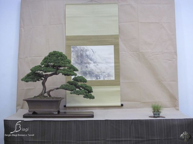 Juniper Kishu bonsai