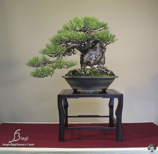 Pinus bonsai by Sergio Biagi