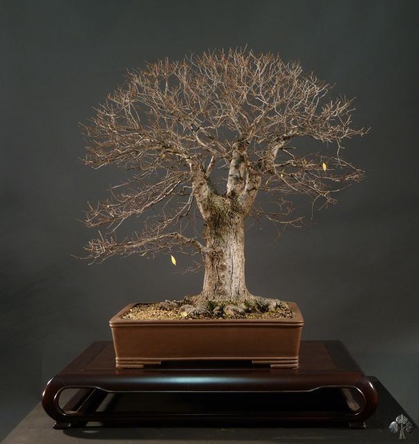 Ulmus Campestris Bonsai