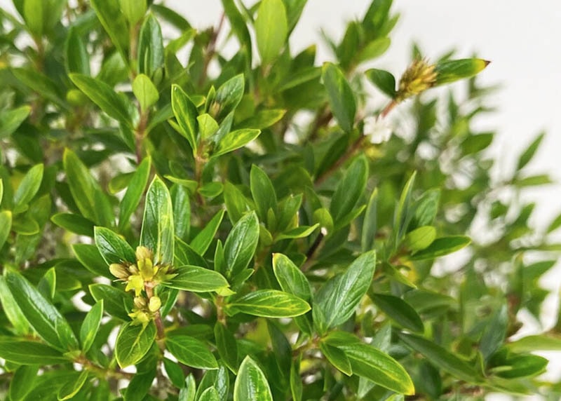 Leaves of the Serissa 