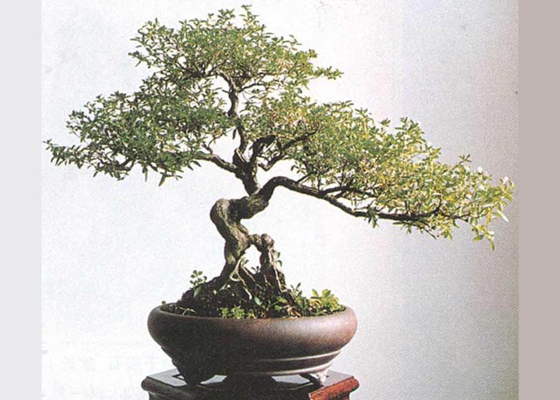 Serissa in Chinese penjing style 