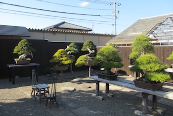 Shinji Suzuki's Taikan Bonsai