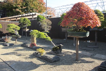 Shinji Suzuki Bonsai artist