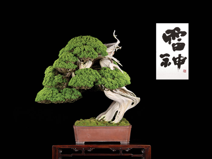 Bonsai by Shinji Suzuki