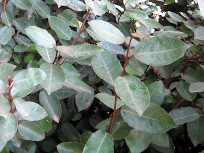 Silverberry Eleagnus pungens