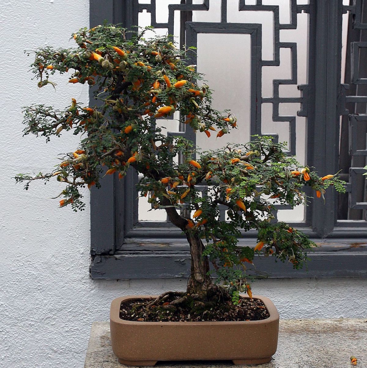 Sophora Bonsai