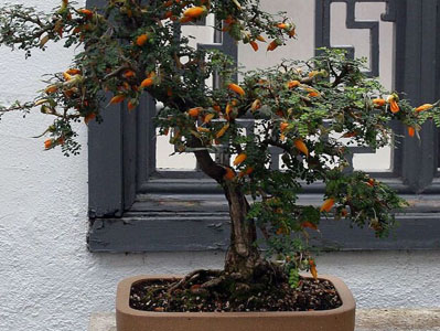 Japanese Pagoda Tree Sophora japonica, Styphnolobium