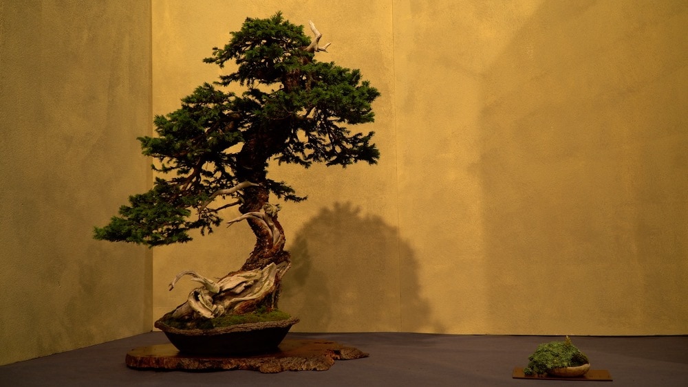 Trophy Bonsai Exhibition 2023