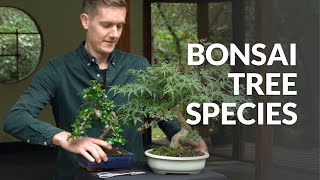 Streblus Bonsai video