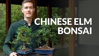 Chinese elm Bonsai video