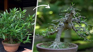 Jasmin Bonsai video