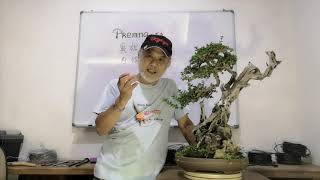 Premna Bonsai video