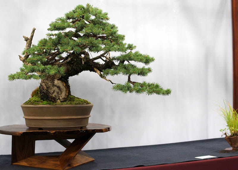 Colorado Blue Spruce bonsai 