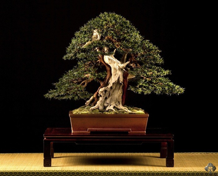 Taxus Baccata bonsai by Stefano Frisoni