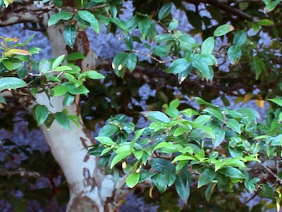 Stewartia Stewartia monadelpha