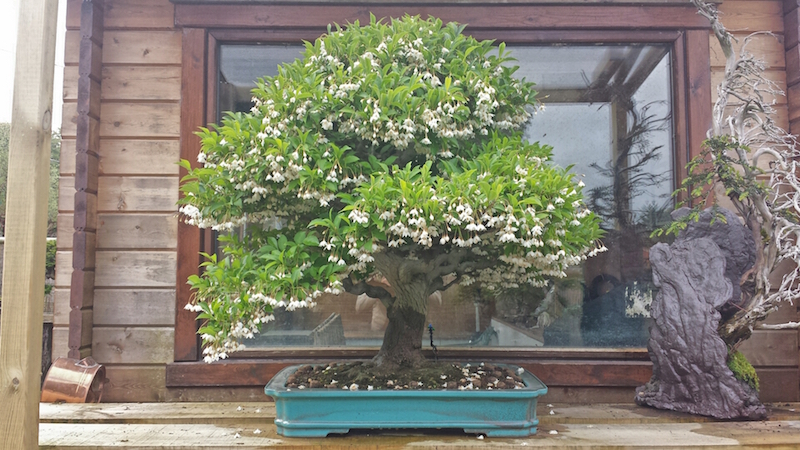 Stirax Bonsai