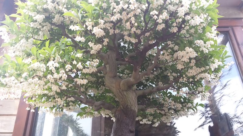 Stirax Bonsai tree