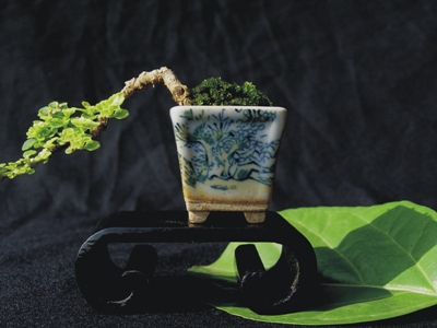 Size of leaves of Bonsai