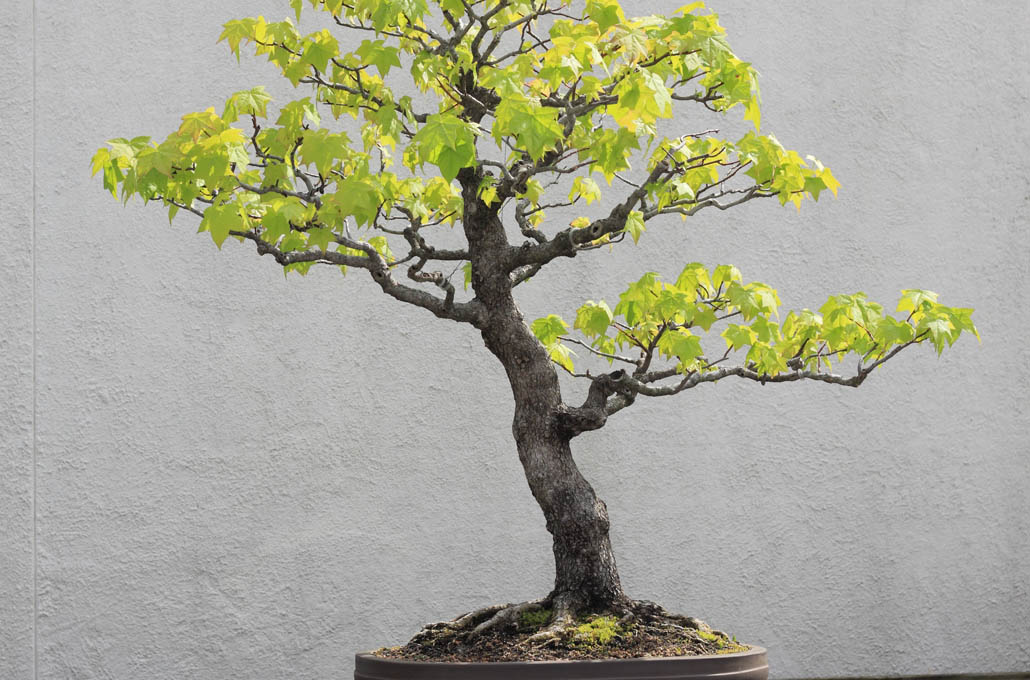 Liquidambar bonsai