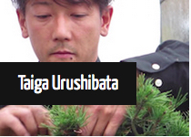 Taiga Urushibata