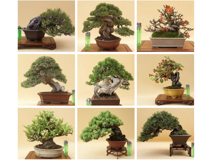 Bonsai trees