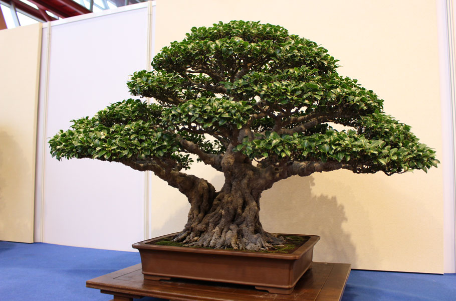 Ficus Bonsai