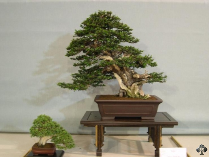 Taxus bacatta, Yew Bonsai tree