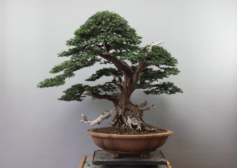 Taxus Bonsai