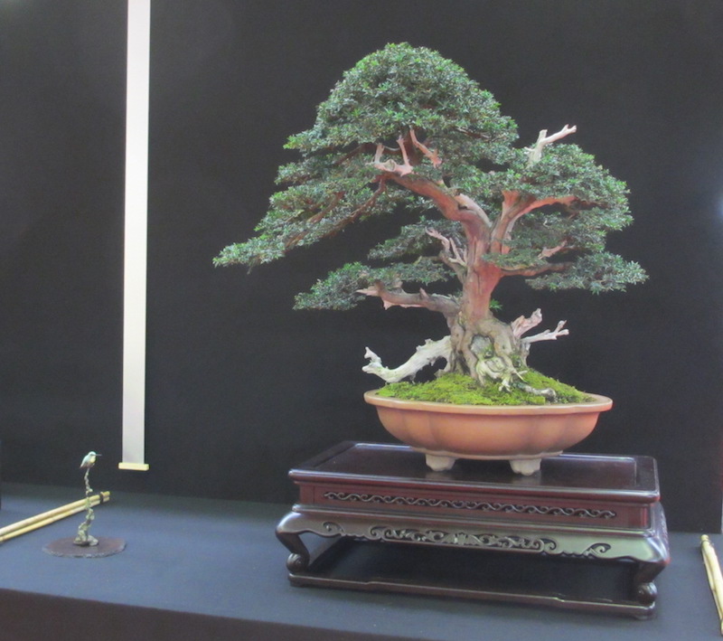 At Bonsai-San show