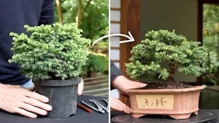 Nursery stock Bonsai video