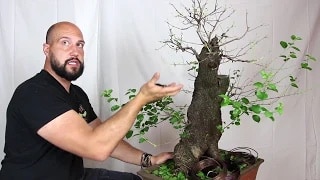 Defoliate Bonsai video