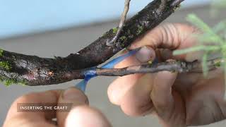 Grafting Bonsai video