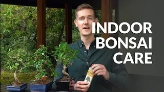 Indoor Bonsai video