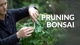 Pruning a Bonsai video