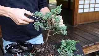 Progressions of Bonsai video