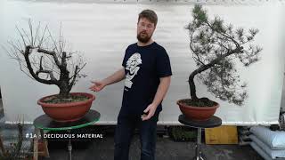 Yamadori Bonsai video