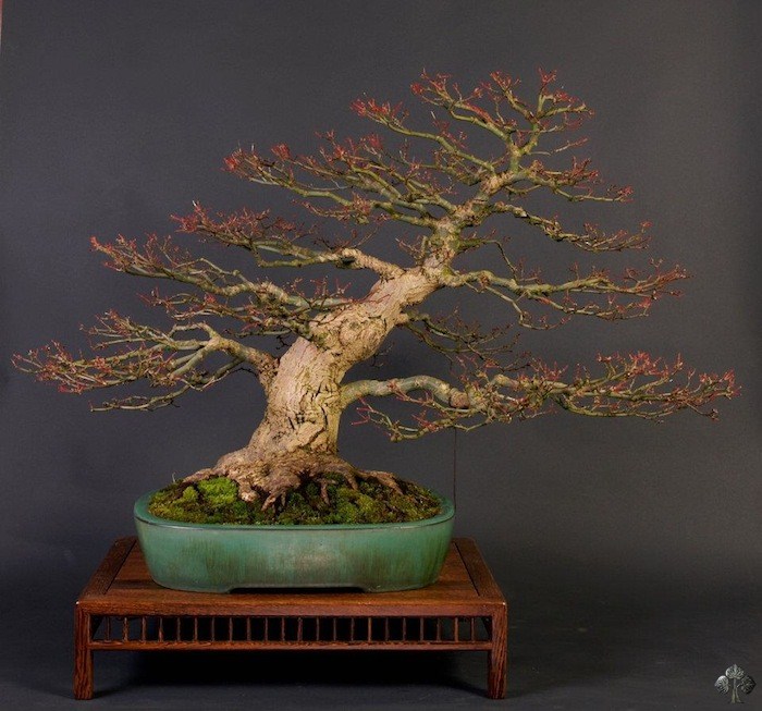 Acer Palmatum Seigen bonsai