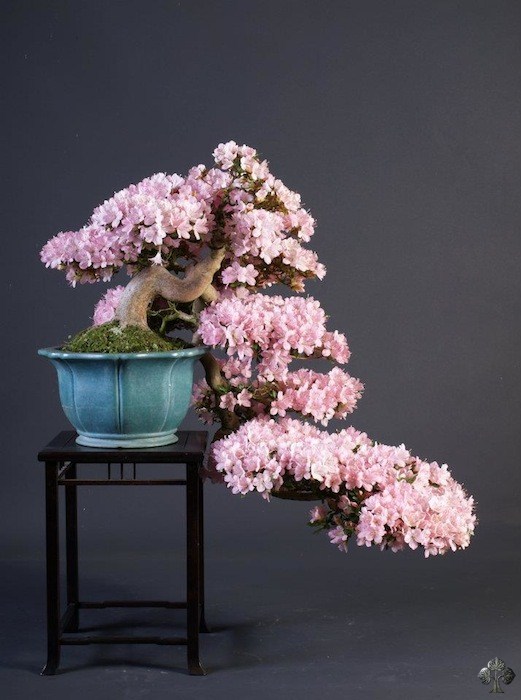 Teunis Jan Klein's Azalea