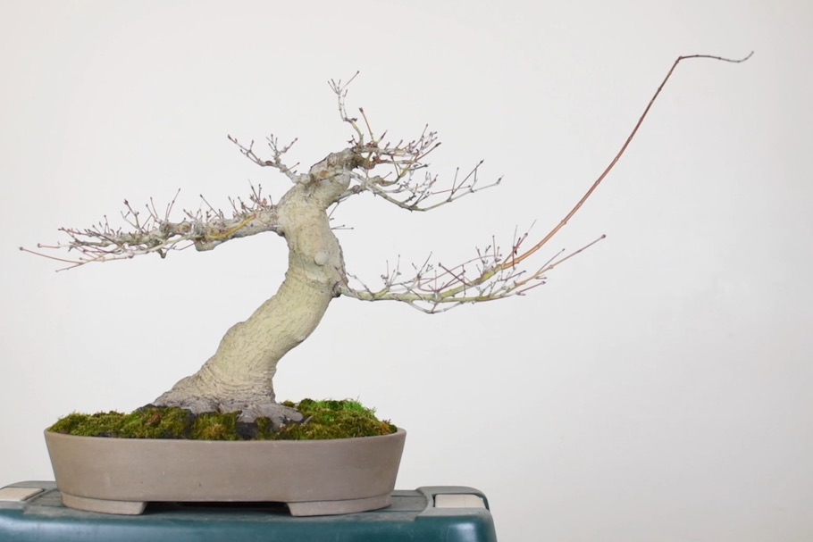 Scion grafting Bonsai